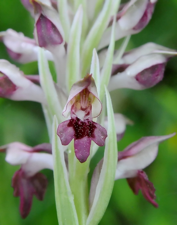 Orchidee del Chianti 2009